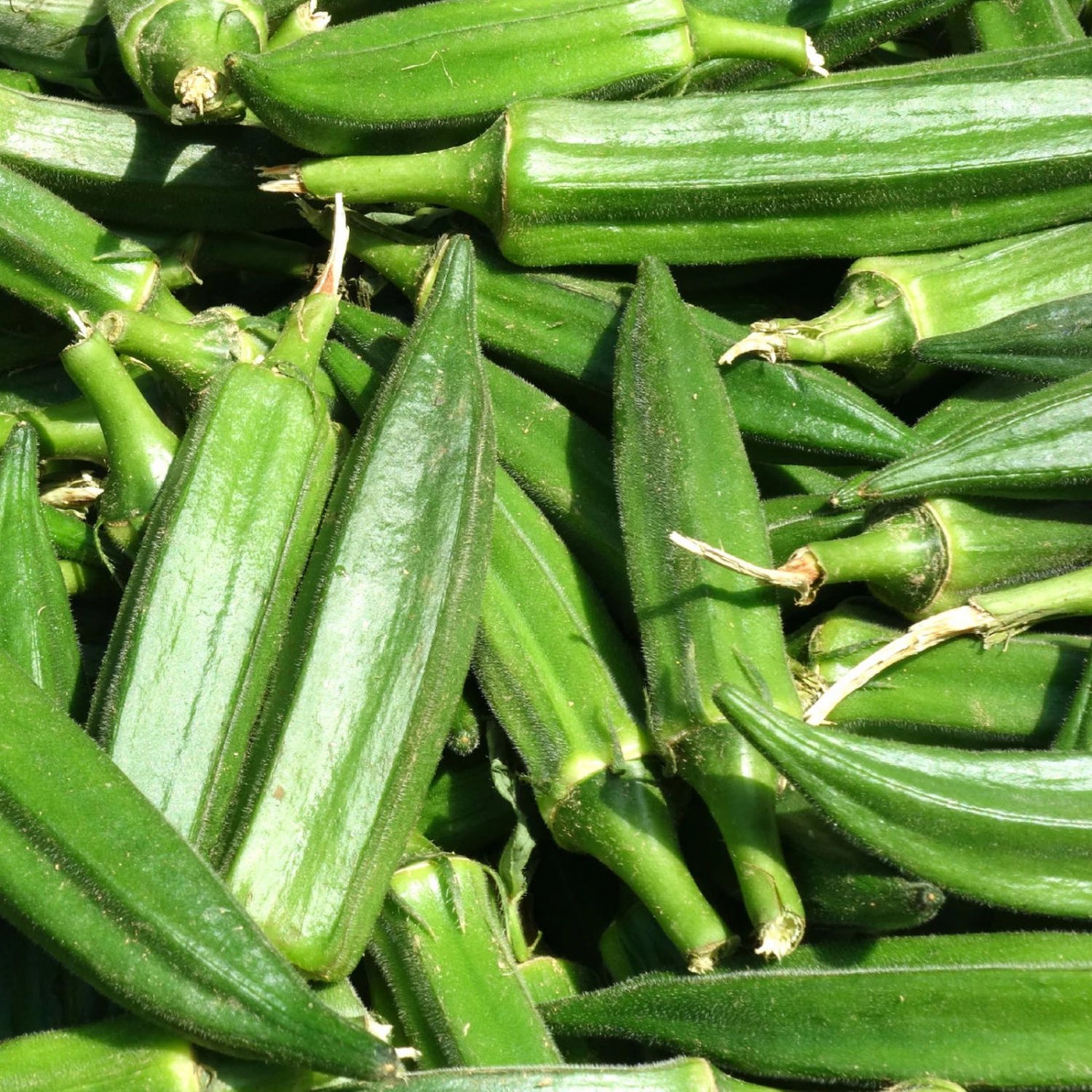 Clemson Spinelss Okra 25 Seeds