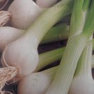 Southport White Globe Bunching Onion 25 Seeds