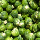 Catskill Brussel Sprout 25 Seeds