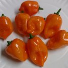 Orange Habanero Hot Pepper 25 Seeds