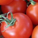 Homestead Tomato 25 Seeds