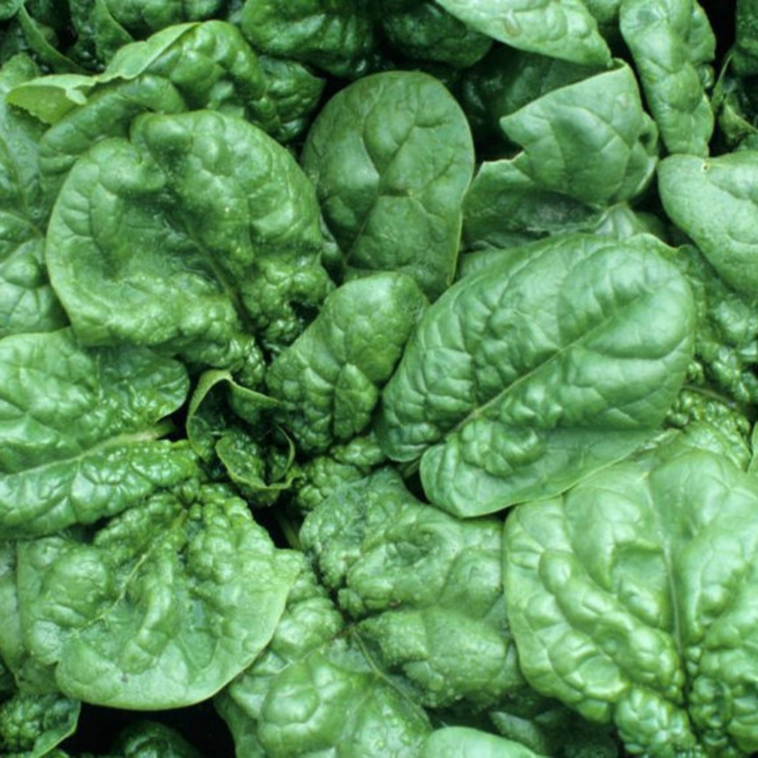 Bloomsdale Long Standing Spinach 25 Seeds