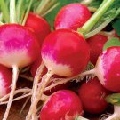 Sparkler White Tip Radish 25 Seeds