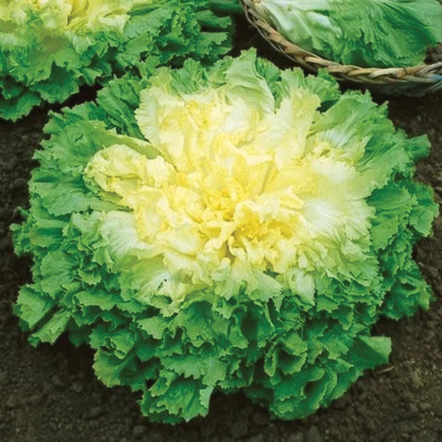 Broadleaf Batavian Endive 200 Seeds