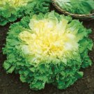 Broadleaf Batavian Endive 200 Seeds