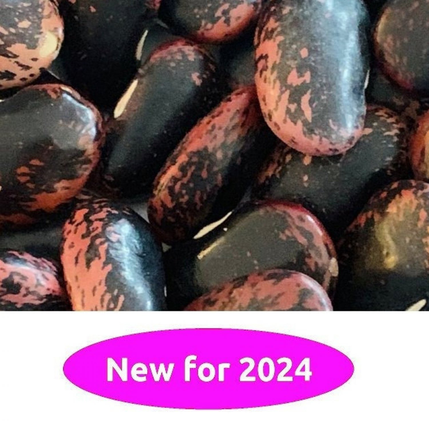 Scarlet Runner Pole Bean 10 Seeds