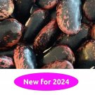 Scarlet Runner Pole Bean 10 Seeds