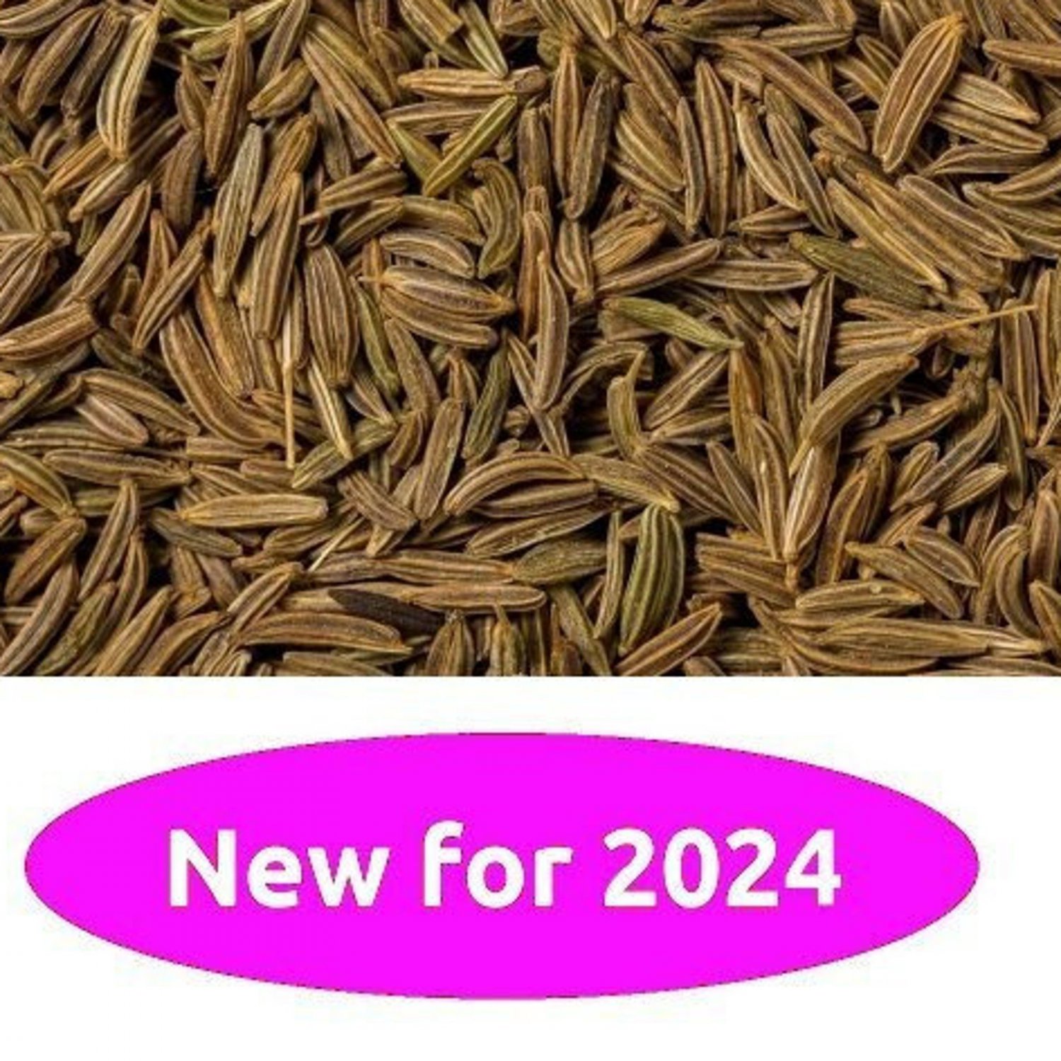 Caraway 25 Seeds