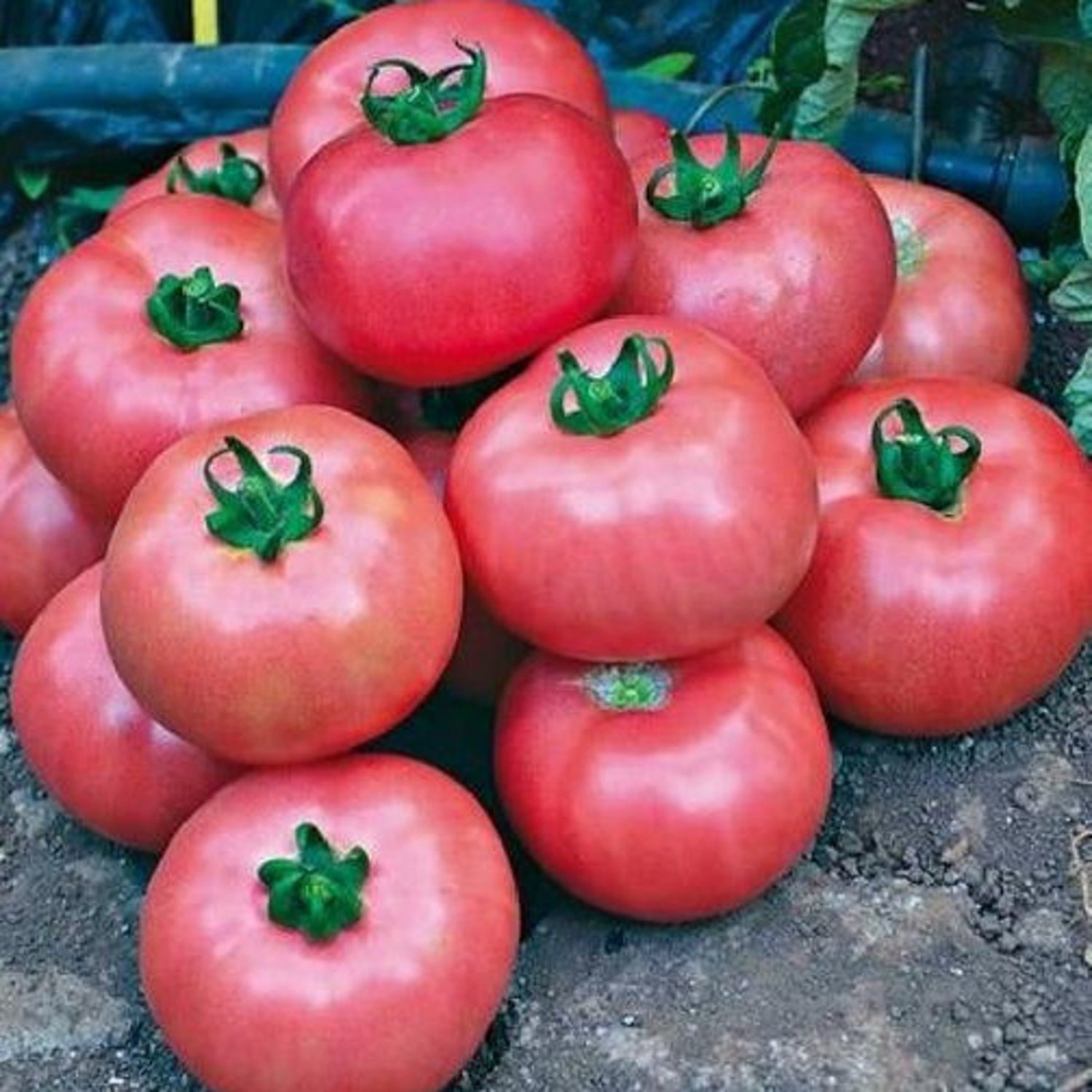 Bradley Tomato 25 Seeds