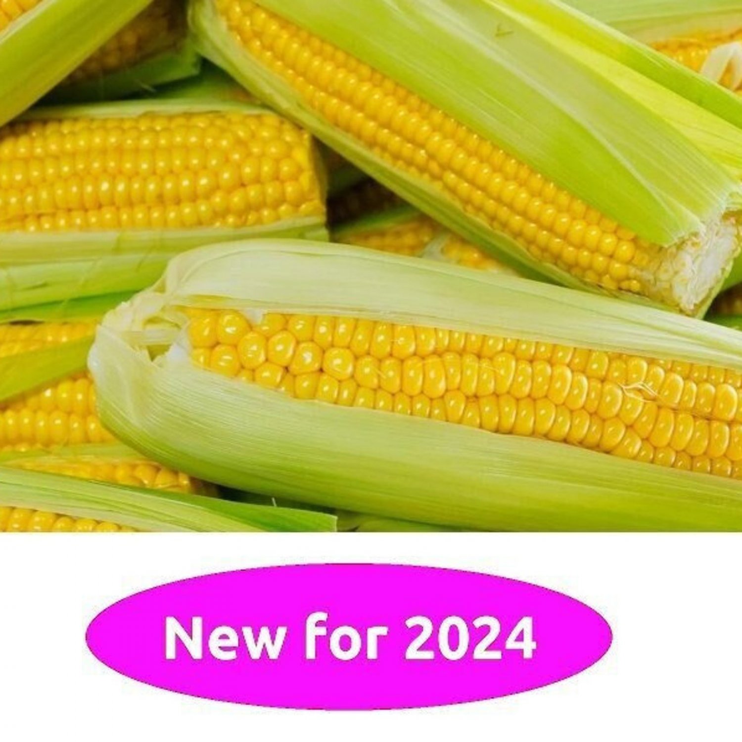 Golden Bantam Heirloom Sweet Corn 20 Seeds
