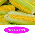 Golden Bantam Heirloom Sweet Corn 20 Seeds
