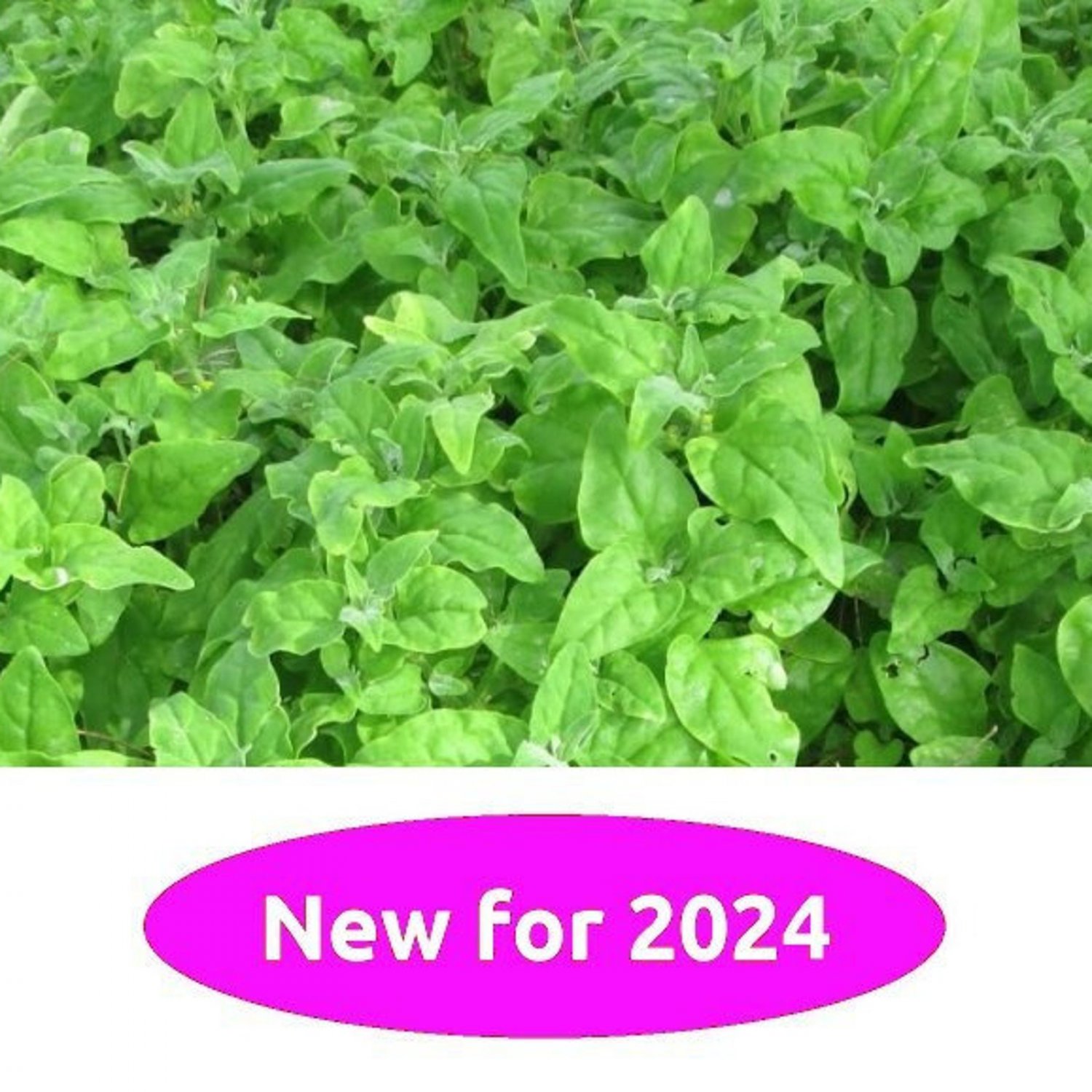 New Zealand Spinach 20 Seeds