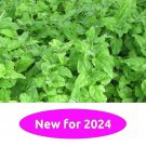 New Zealand Spinach 20 Seeds