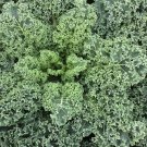 Blue Cur Scotch Kale 25 Seeds