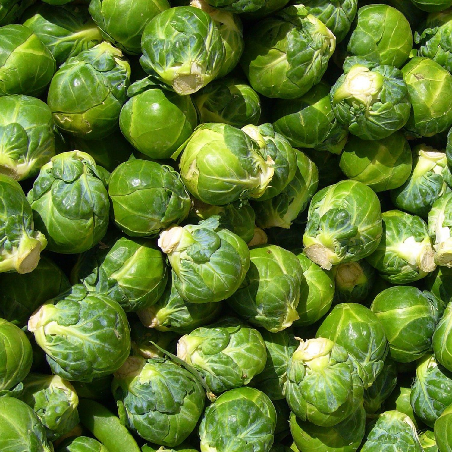 Long Island Improved Brussel Sprout 25 Seeds