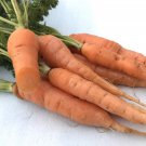 Scarlet Nantes Carrot 200 Seeds