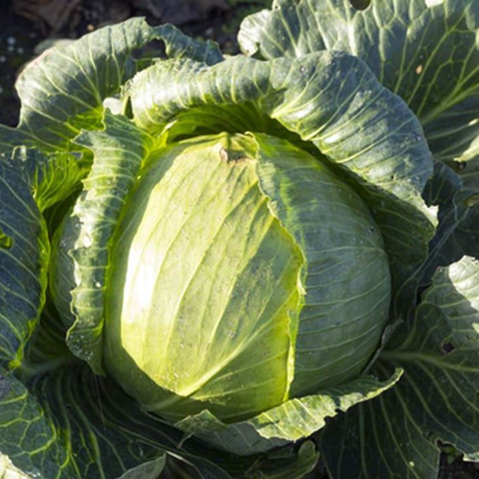 Late Flat Dutch Cabbage Seeds Brassica Oleracea Var. Capitata B128