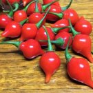 Biquinho Red Pepper Seeds Capsicum Chinense Var. Pimenta B358