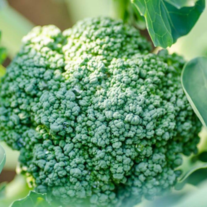 Broccoli De Cicco Seeds Brassica Oleracea B154