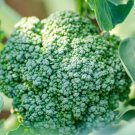 Broccoli De Cicco Seeds Brassica Oleracea B154