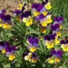 Johnny Jump Up Seeds Viola Tricolor B85