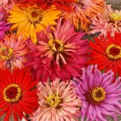 Zinnia Cactus Flower Seed Mix Zinnia Elegans B266