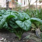 Bloomsdale Spinach Seeds Spinacia Oleracea B104