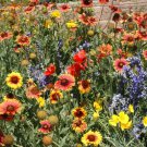 Dry Area Wildflower Mix Seeds St1