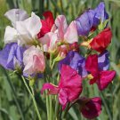 Sweet Pea Mammoth Mix Flower Seeds Lathyrus Odoratus B203