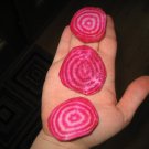 Chioggia Beet Seeds Beta Vulgaris B9