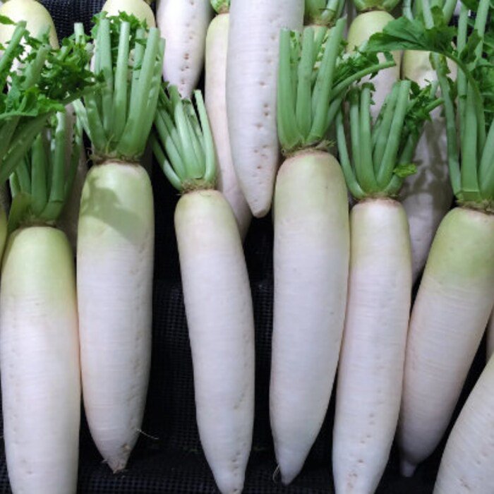 Daikon Radish 50 Seeds 1/2 Gram B289