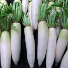 Daikon Radish 50 Seeds 1/2 Gram B289