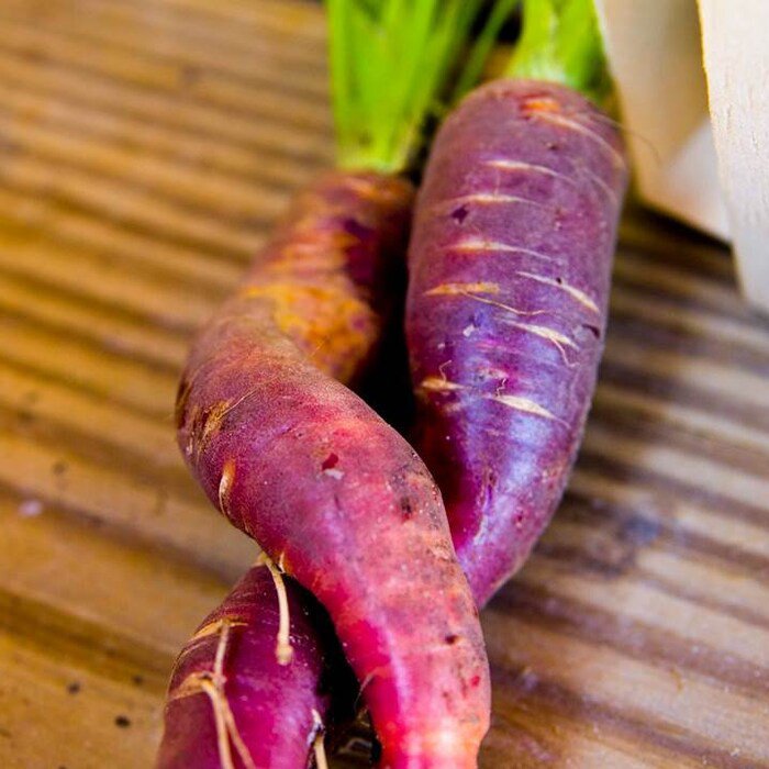 Cosmic Purple Carrot Seeds Daucus Carota B168
