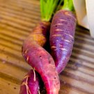 Cosmic Purple Carrot Seeds Daucus Carota B168