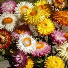 Tall Strawflower Seeds Helichrysum Bracteatum B118