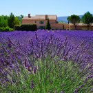 Lavender Vera English Seeds Lavandula Angustifolia B100