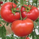 Wisconsin 55 Tomato 30 Seeds Or 1/10 Gram B98