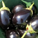 Black Beauty Eggplant Seeds Solanum Melongena B35