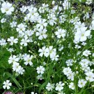 Baby'S Breath Flower Seeds Gypsophila Paniculata B62