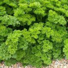 Parsley Triple Moss Cur Seeds Petroselinum Crispum B59