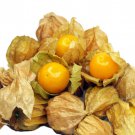 Pineapple Tomatillo Seeds Physalis Pruinosa B271