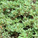 Green Purslane Seeds Portulaca Oleracea B301