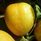 Lemon Cucumber Seeds Cucumis Sativus B31