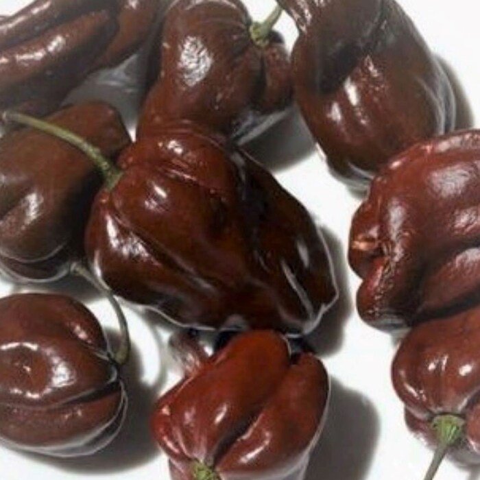 Chocolate Habanero Pepper Seeds Capsicum Chinense B341