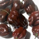 Chocolate Habanero Pepper Seeds Capsicum Chinense B341