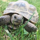 Tortoise Grazing Mix Seeds B282