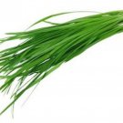 Garlic Chives Seeds Allium Schoenoprasum B2