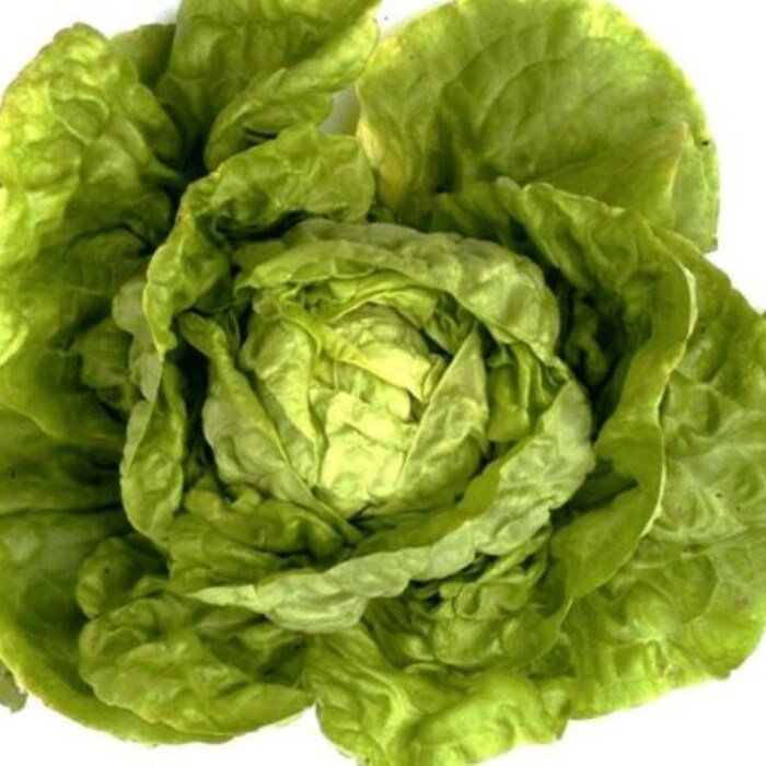 Buttercrunch Lettuce Seeds Lactuca Sativa Var. Capitata B240