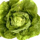 Buttercrunch Lettuce Seeds Lactuca Sativa Var. Capitata B240