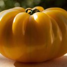Old German Tomato Seeds Solanum Lycopersicum B225